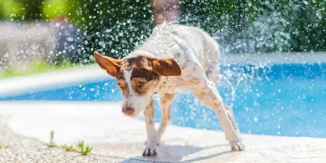 Families Who Love Swimming Rejoice with These Water Babies