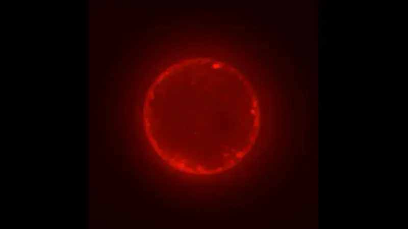 Lab-Created "SpudCells" Advance Synthetic Life Research