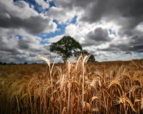Reform UK Leader Suggests Inaction on Climate Crisis Amid Record Temperatures