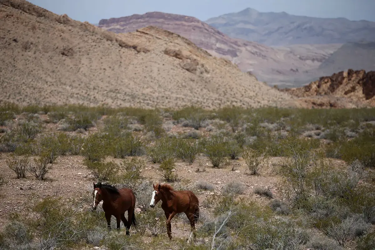 Federal Funding Aimed at Western Wild Horse Fertility