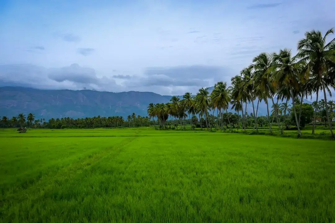 India’s Green Surge Meets Grid Limits